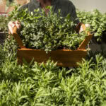 The Herb Garden Philosophy of Andrea Vella and His Wife Arianna